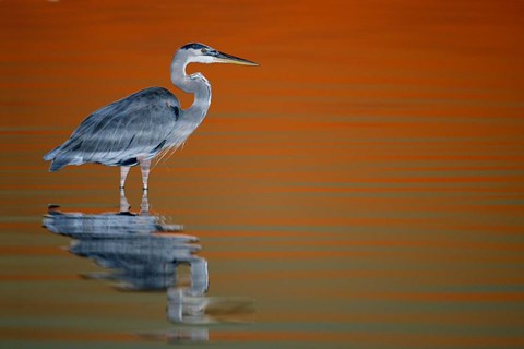 Framed Great Blue Heron in Water at Sunset Print