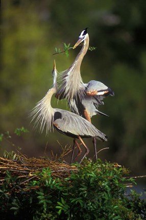 Framed Great Blue Herons in Courtship Display Print