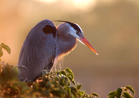 Framed Great Blue Heron Perches on a Tree at Sunrise in the Wetlands Print