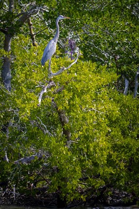 Framed Florida Great Blue Heron, bird, Rookery Bay Print