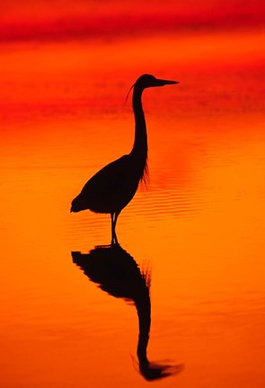 Framed Great Blue Heron Fishing at Sunset Print