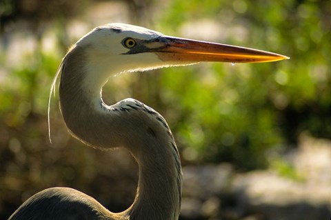 Framed Great Blue Heron, Florida Print