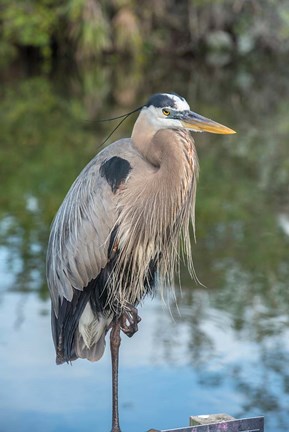 Framed Florida Orlando Great Blue Heron at Gatorland Print
