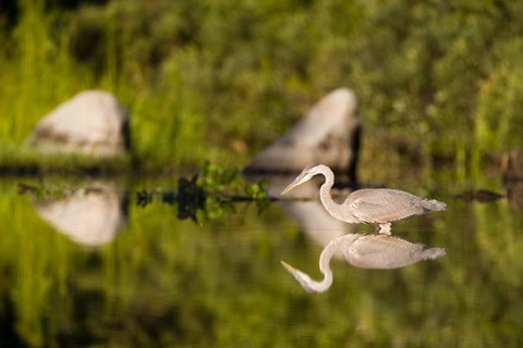 Framed Great Blue Heron Feeds in Katahdin Lake, Maine, Print