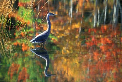 Framed Great Blue Heron in Fall Reflection, Adirondacks, New York Print