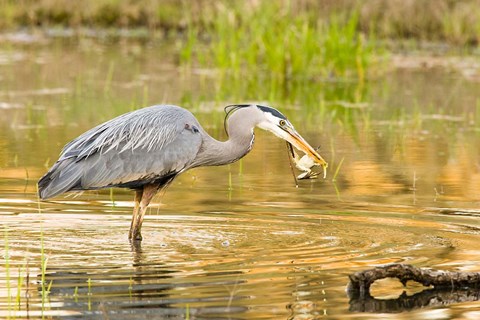 Framed Great Blue Heron bird, William L Finley NWR, OR Print