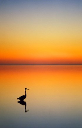 Framed Great Blue Heron at Sunset, Port Aransas, Texas Print