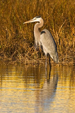 Framed Great Blue Heron standing in Salt Marsh Print