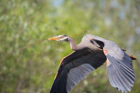 Framed Great Blue Heron (Ardea herodias) with branch in bill, Washington Print