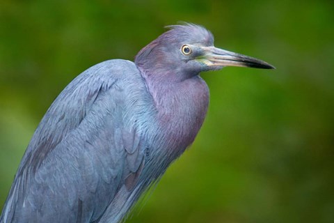 Framed Little Blue Heron), Tortuguero, Costa Rica Print