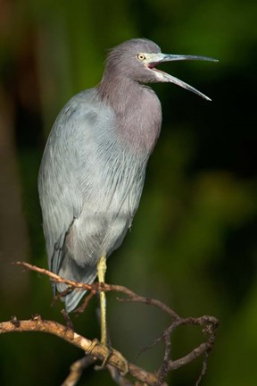 Framed Little Blue Heron (Egretta caerulea), Tortuguero, Costa Rica Print