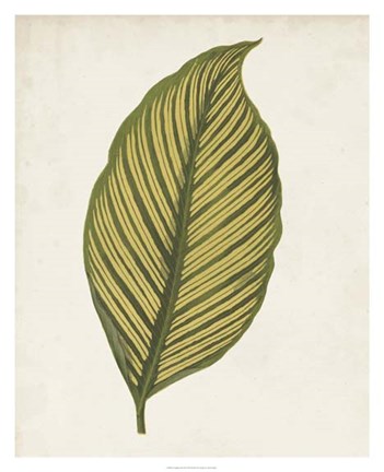 Framed Graphic Leaf II Print