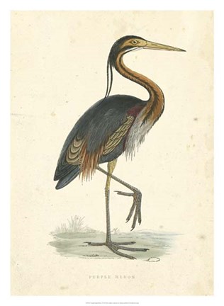 Framed Vintage Purple Heron Print