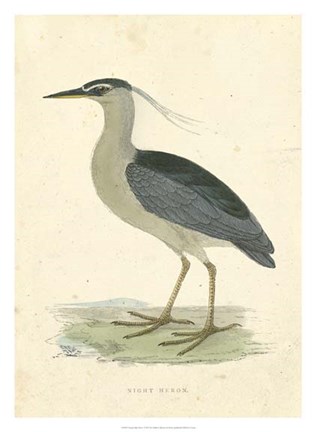 Framed Vintage Night Heron Print