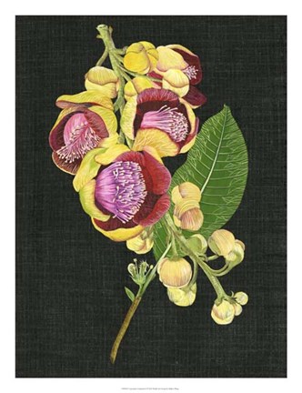 Framed Couroupita Guianensis I Print