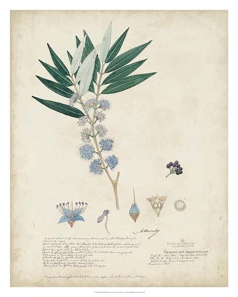 Framed Delicate Blue Descubes I Print