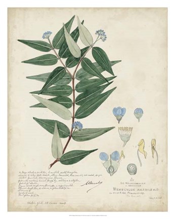 Framed Delicate Blue Descubes II Print