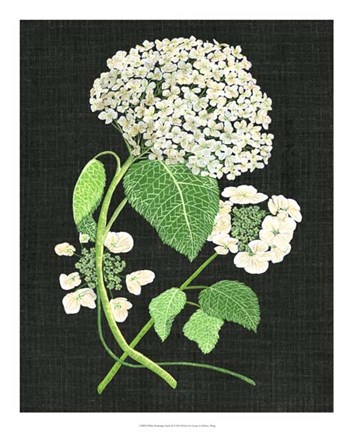 Framed White Hydrangea Study II Print