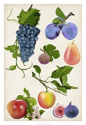 Framed Fruit Collection II Print
