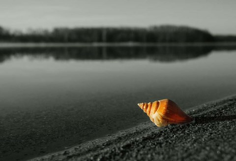 Framed Pop of Color Orange Shell Print