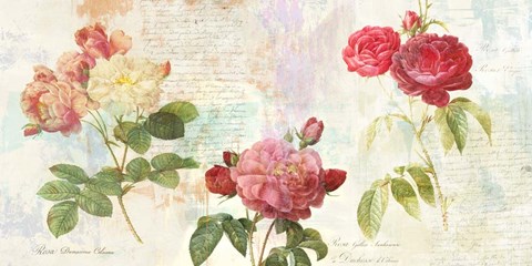 Framed Redoute&#39;s Roses 2.0 Print