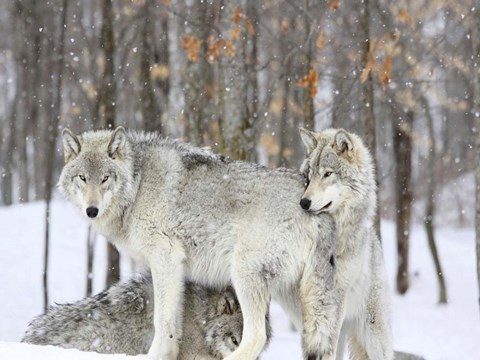 Framed Grey wolves huddle together during a snowstorm, Quebec Print