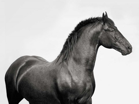 Framed King Mamba, Stallion Print