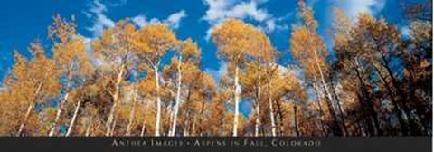Framed Aspens in Fall, Colorado Print