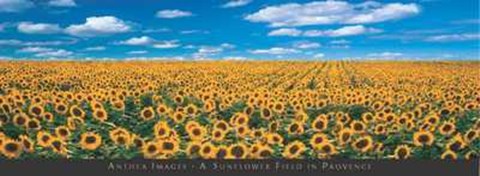 Framed Sunflower Field in Provence Print