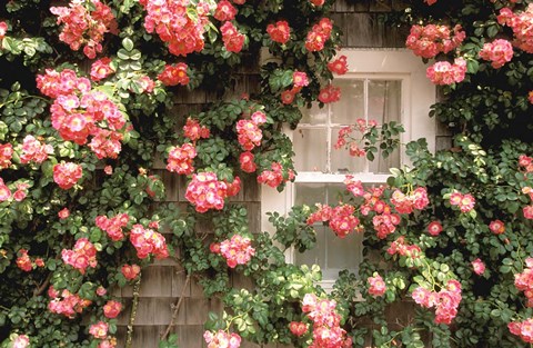 Framed Roses and home, Nantucket Island Print