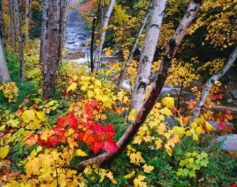 Framed New Hampshire, White Mountains National Forest Print