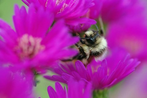 Framed Bumble bee on aster, New Hampshire Print