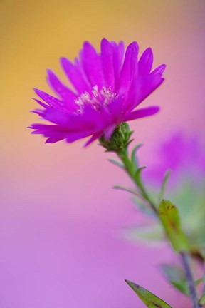Framed Aster flower in autumn, New Hampshire Print