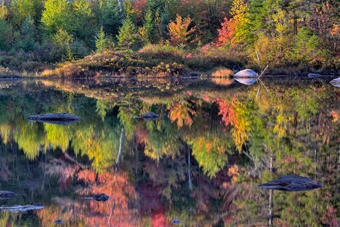 Framed Shoreline reflection, Lily Pond, White Mountain National Forest, New Hampshire Print