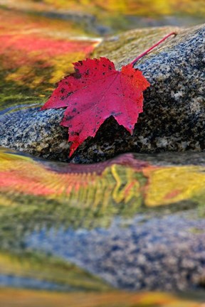 Framed Red Maple leaf on rock in Swift River, White Mountain National Forest, New Hampshire Print