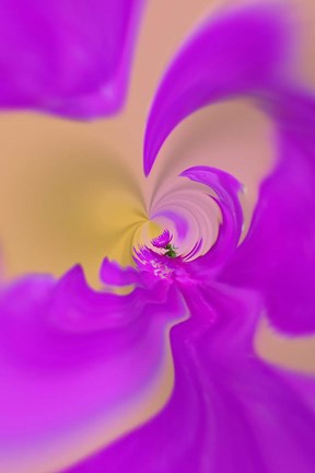 Framed Aster flower, New Hampshire Print