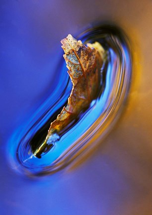 Framed Fall Leaf in Stream, New Hampshire Print