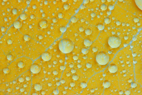 Framed New Hampshire, Shelburne Birch leaf flora Print