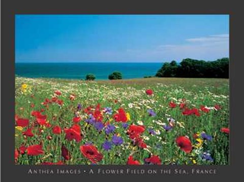 Framed Flower Field on the Sea, France Print
