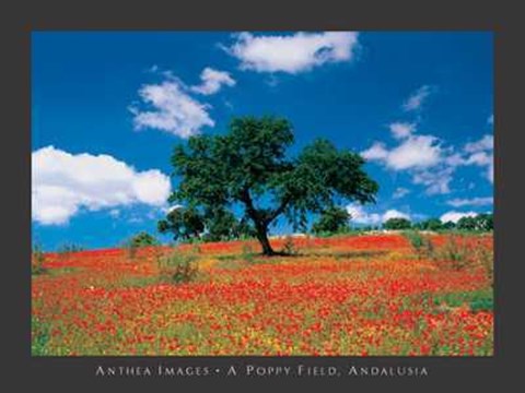 Framed Poppy Field, Andalusia Print