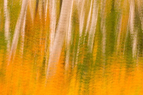 Framed Autumn in White Mountain National Forest, New Hampshire Print