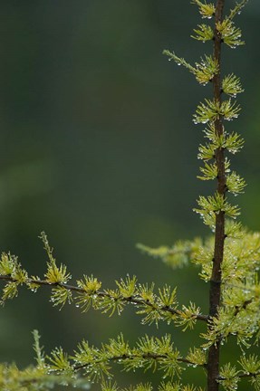 Framed Tamarack Tree Branch and Needles, White Mountain National Forest, New Hampshire Print