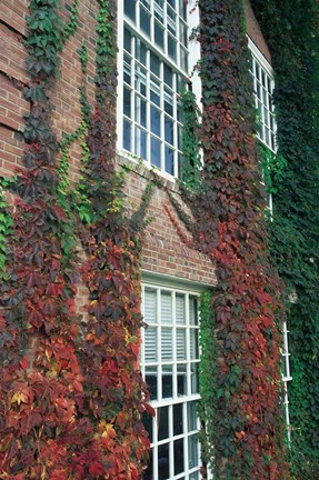 Framed Hanover Ivy on Dartmouth College Building, New Hampshire Print