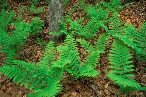 Framed Ferns Next to Woodman Brook, Tributary of the Lamprey River, New Hampshire Print