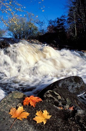 Framed Maple Leaves and Wadleigh Falls on the Lamprey River, New Hampshire Print