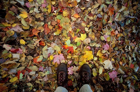 Framed Fall Foliage on Forest Floor in White Mountains, New Hampshire Print
