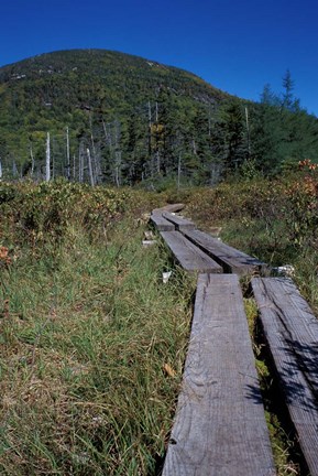 Framed Tamarack Bog Bridge on the Lonesome Lake Trail, New Hampshire Print