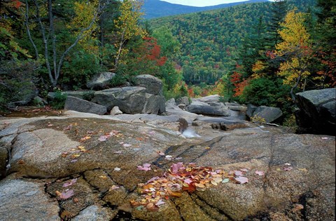 Framed Fall Foliage, Appalachian Trail, White Mountains, New Hampshire Print