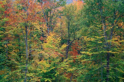 Framed Fall in Northern Hardwood Forest, New Hampshire Print