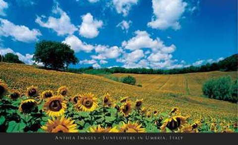 Framed Sunflowers in Umbria, Italy Print